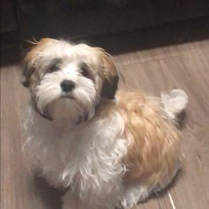 Meet your Posher, Dora